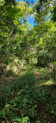 Trilha no bosque