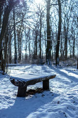 Osnieżona ławka w lesie