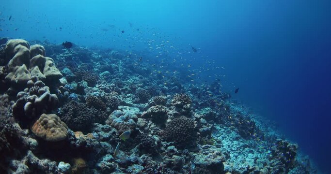 Underwater ocean with coral reef and school of tropical fishes. Marine flora and fauna