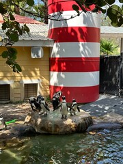 Little penguins  against the backdrop of a red and white lighthouse