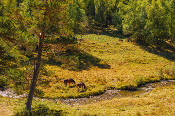 grazing horses nibble grass next to a small river around beautiful nature - 727421101