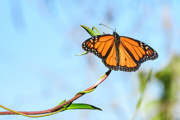 Monarch butterfly (Danaus plexippus) a migratory butterfly with orange wings, the insect sits with spread wings on a thin branch.