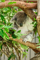 Australian koala (Phascolarctos cinereus) is a species of mammal, an arboreal herbivore. The animal sits on a tree and rests between green eucalyptus leaves.