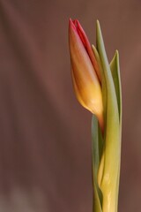 Beautiful yellow tulip and leaves on a purple background (Tulipa)