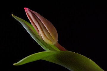 Beautiful pink tulip and leaves on a black background (Tulipa)