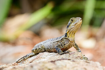 Australian water dragon (Intellagama lesueurii) Australian lizard sits on a stone on the seashore, animal in the natural environment.