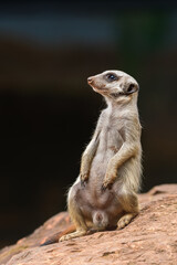 Suricata, a predatory mammal, the male sits on a rock and observes the surroundings, looking for a...