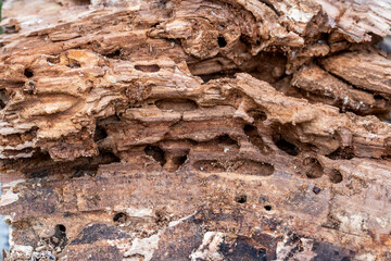Tree Trunk Eaten By Insects. Natural old tree texture.