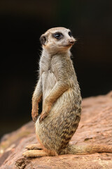 Suricata, a predatory mammal, the male sits on a rock and observes the surroundings, looking for a threat near the burrow.