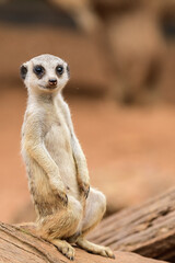 Suricata, a predatory mammal, a young individual sits on a stump and observes the surroundings, looking for a threat near its burrow.