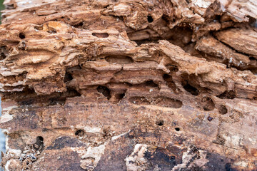 Tree Trunk Eaten By Insects. Natural old tree texture.