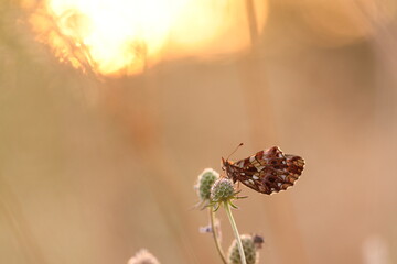 una farfalla boloria dia su un fiore al tramonto in estate