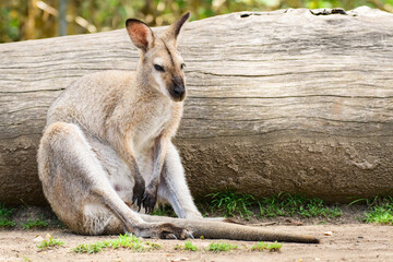 Eastern gray kangaroo (Macropus giganteus) an Australian animal resting in the shade during a hot day. The mammal sits on the ground. © Castigatio