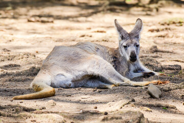 Eastern gray kangaroo (Macropus giganteus) an Australian animal resting in the shade during a hot day. The mammal is lying on the ground. © Castigatio