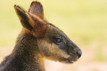 Swamp wallaby (Wallabia) a mammal from the kangaroo subfamily, a kangaroo with gray and rusty fur sits and rests in the shade.