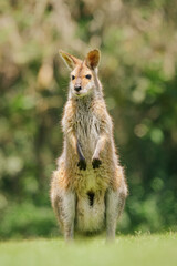 Eastern gray kangaroo (Macropus giganteus) Australian animals graze on green grass in natural habitat. The mammal stands on two legs.
