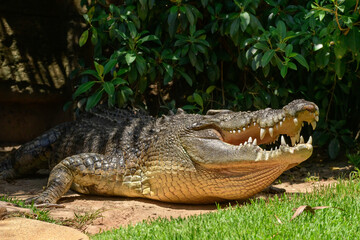 A large crocodile sits under a bush, a dangerous reptile with sharp teeth and an open mouth resting during the day.