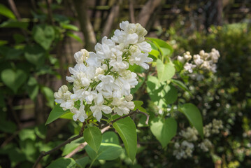 Syringa, white lilac, an ornamental popular shrubs in parks and gardens with stunning...