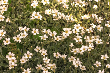 Cerastium tomentosum, snow-in-summer, an herbaceous flowering plant