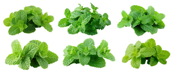 Set of fresh green mint leaves. Mint leaves close-up, cut out - stock png.