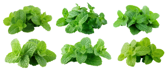 Set of fresh green mint leaves. Mint leaves close-up, cut out - stock png.