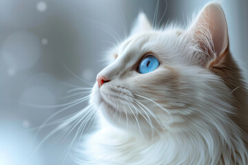 Minimalist Joy: Cute White Cat