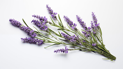 Calming bunch of fresh lavender flowers on white background.
