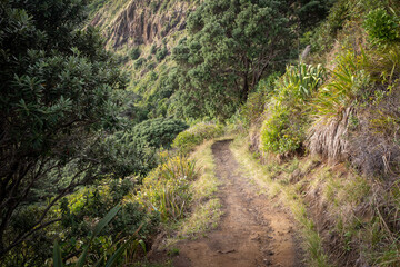 Fototapeta na wymiar Nature Trail in the countryside Piha, Auckland, New Zealand.