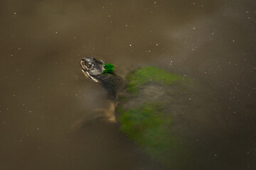 Aquatic turtle with green algae on its head and shell, the animal swims in the pond.