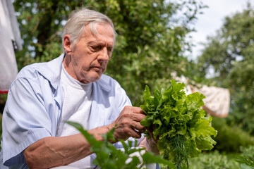 Elderly man picking lettuce, serene garden in the spring. Perfect for articles on sustainable living, eco friendly gardening or farming