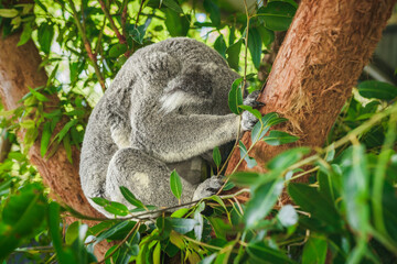 Australian koala (Phascolarctos cinereus) is a species of mammal, an arboreal herbivore.The animal sits on a tree and rests between green eucalyptus leaves.