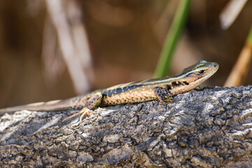 Eastern Water Skink (Eulamprus quoyii) a small lizard in the natural habitat sits on a branch.
