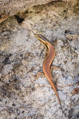 Eastern Water Skink (Eulamprus quoyii) a small lizard in a natural habitat sits on the sand.