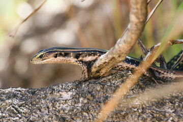 Eastern Water Skink (Eulamprus quoyii) a small lizard in the natural habitat sits on a branch.