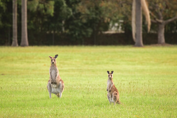 Eastern gray kangaroo (Macropus giganteus) Australian animals graze on green grass in natural habitat.