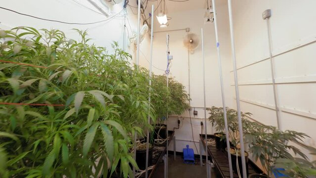 Walking into Grow Room of Premature Marijuana Plants