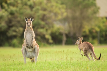 Naklejka na ściany i meble Eastern gray kangaroo (Macropus giganteus) Australian animals graze on green grass in natural habitat.