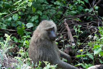 baboon sitting on a tree
