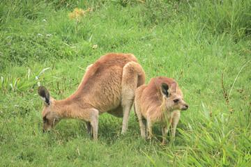 Eastern gray kangaroo (Macropus giganteus) Australian animals graze on green grass in natural habitat.