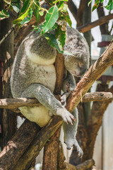 Australian koala (Phascolarctos cinereus) is a species of mammal, an arboreal herbivore. The animal sits on a tree and rests.