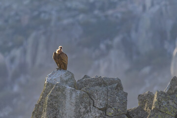 Buitre leonado en la Cabrera, en Madrid. 