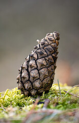 Pine cone on background