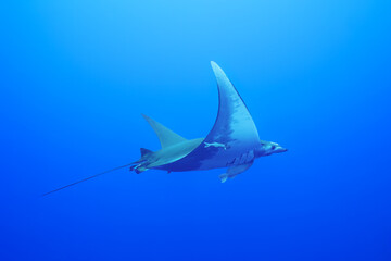 Devil manta, mobula mobular, swimming under the sea