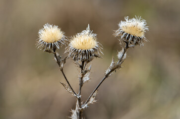 flower of a thistle