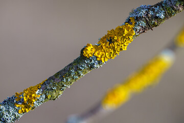 Yellow moss and fungus parasite on a tree branch.	
