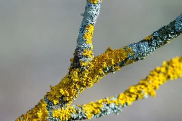 Yellow moss and fungus parasite on a tree branch.	