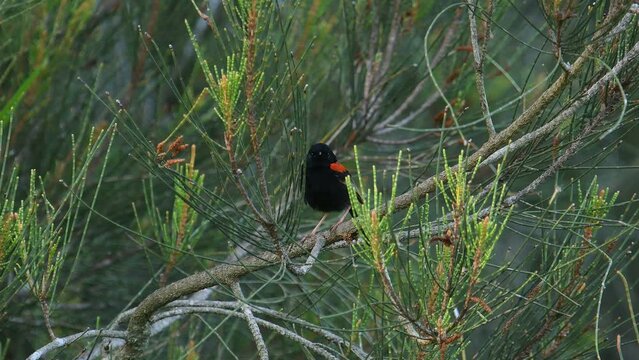  Australian adult male Red-backed Fairy-wren perched thick bush preening looking around 