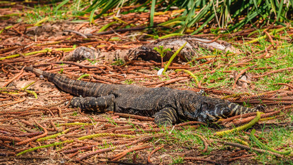 Lace monitor (Varanus varius) Australian large lizard lies on the ground, animal in the wild on a summer sunny day.