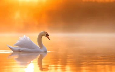 Foto op Aluminium swans on the lake at sunset © StockUp