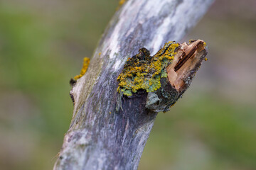 Yellow moss and fungus parasite on a tree branch.	